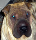 MeiLi a.k.a Piper has found her forever home. She is happily living in Tampa with her new mom and dad and 2 sisters. Thank you Chris and Scarlette, for getting her ready for her forever home. MeiLi a.k.a Piper has found her forever home. She is happily living in Tampa with her new mom and dad and 2 sisters. Thank you Chris and Scarlette, for getting her ready for her forever home.