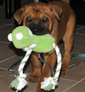 Milo (aka Beau) is doing fantastic!! Just as cute as can be... He is enjoying his new digs in Indialantic, FL and is acclimating very well!