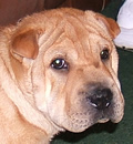 Mr. Mischief has moved to Englewood, FL with his new mommy who just adores him. He will be #3 in a Pei family that includes a Pei brother and an older Pei aunt. And he will get to go on a road trip every year to the family home in Pennsylvania when it gets too hot here. Mr. Mischief has moved to Englewood, FL with his new mommy who just adores him. He will be #3 in a Pei family that includes a Pei brother and an older Pei aunt. And he will get to go on a road trip every year to the family home in Pennsylvania when it gets too hot here.