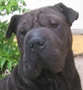 Mocha found the home she has been looking for. She is adored! Mocha has a wonderful mom and sharpei brother at home. Mocha found the home she has been looking for. She is adored! Mocha has a wonderful mom and sharpei brother at home.
