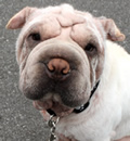 Mojo has stolen the heart of both his foster mom and his pei sister. So he will be call Valrico home and spending his time snuggling and playing in his own special pei palace that he has grown to love and be loved.
