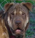 Mu-Shu has found her forever home with a great family in Dothan, AL. Mu-Shu has found her forever home with a great family in Dothan, AL.