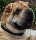 Nala's foster Dad, Dave celebrated his 60th birthday with special gift, he got 40 lbs of pure love. He could not give up this special little pei lady so he wished real hard and Pei godmother Barb granted him his wish. So Nala will be spending her time in Daddy Dave's lap furever...