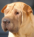 Nemo has found love in California with a beautiful red Pei named Sasha. It was love at first sight. And new mom Alexis is just thrilled and thankful she was able to take this big guy to love. He's now known as the 'Pei of Love'. Congratulations on your new family Nemo. Nemo has found love in California with a beautiful red Pei named Sasha. It was love at first sight. And new mom Alexis is just thrilled and thankful she was able to take this big guy to love. He's now known as the 'Pei of Love'. Congratulations on your new family Nemo.