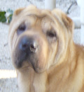 Sweet Nina will be living the good life with a fantastic couple in Palm Coast and some 4 legged siblings, a beloved Chow Chow and 2 kitties. Sweet Nina will be living the good life with a fantastic couple in Palm Coast and some 4 legged siblings, a beloved Chow Chow and 2 kitties.