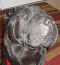 Onyx has found his forever home is Spring Hill. He is proving to be quite the ham and his new pei sister loves playing with and teasing him. Thanks Daria for giving this beautiful boy a second chance. Onyx has found his forever home is Spring Hill. He is proving to be quite the ham and his new pei sister loves playing with and teasing him. Thanks Daria for giving this beautiful boy a second chance.