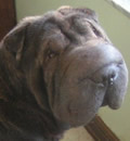 Pansy was adopted by a terrific family in Weirsdale, FL. She is truly living in Sharpei-Gri-La!! Pansy has a loving mom and four Pei siblings, Charlie, Brewster, Coco and Katie. She has lots of land to run, play and be happy forever! Pansy was adopted by a terrific family in Weirsdale, FL. She is truly living in Sharpei-Gri-La!! Pansy has a loving mom and four Pei siblings, Charlie, Brewster, Coco and Katie. She has lots of land to run, play and be happy forever!