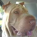Pitti Pattie is staying in Lake Worth with her foster mom. She found the ideal home and yard complete with lizards to chase and tennis balls to play with. What more could a Pei-bei want? Pitti Pattie is staying in Lake Worth with her foster mom. She found the ideal home and yard complete with lizards to chase and tennis balls to play with. What more could a Pei-bei want?
