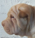 Peanut has found a home and will be living with his sister Sharpei in Parkland Fl with a wonderful couple. Peanut has found a home and will be living with his sister Sharpei in Parkland Fl with a wonderful couple.