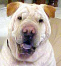 Pearl has been adopted and is having a great time with her new Mom. Pearl is a happy little lady as she has found herself the perfect home. Her new Mom adores her and Pearl is adjusting to all of the attention with no problems!!! Pearl has been adopted and is having a great time with her new Mom. Pearl is a happy little lady as she has found herself the perfect home. Her new Mom adores her and Pearl is adjusting to all of the attention with no problems!!!
