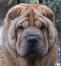 Petunia has made an easy transition into her new forever home in Sunrise FL. She has a delightful male shar-pei (Rampage) to play with and the company of 3 children as well.  Her new pei brother fell for her as soon as he saw her. Petunia has a wonderful new home and is giving lots of love and kisses to everyone!!