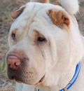 After a rough start in life, Miss Phoebe has found the 'Pei-fect' home in St. Petersburg. She has filled a void in her foster mom's life and they are a match made in 'Pei' heaven. After a rough start in life, Miss Phoebe has found the 'Pei-fect' home in St. Petersburg. She has filled a void in her foster mom's life and they are a match made in 'Pei' heaven.