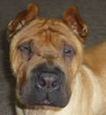 Plato found a great forever home in Gulf Breeze, FL. He also shares there home with a cat and a mini-female Shar-Pei named Izzy. Luckily for Plato his new family says the more the merrier as far as Pei are concerned. Plato found a great forever home in Gulf Breeze, FL. He also shares there home with a cat and a mini-female Shar-Pei named Izzy. Luckily for Plato his new family says the more the merrier as far as Pei are concerned.