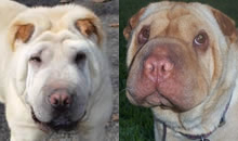 Polar is now a member of the '2 Pei' club. He has gone to live with Sarah, now called Zoe, in Oldsmar, FL and is going to be loved and cared for forever, all while getting to play play play with his new people and sister pei! Oh and two cats. Polar is now a member of the '2 Pei' club. He has gone to live with Sarah, now called Zoe, in Oldsmar, FL and is going to be loved and cared for forever, all while getting to play play play with his new people and sister pei! Oh and two cats.