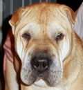 We are so excited to announce Pooh has found her forever home! It was a long trip from Alabama to the Sarasota area but definitely worth it for this wonderful little girl. Her life just keeps getting better. After a rough start in life losing her owner, she went to a wonderful foster home as we waited for just the right application. And it came in the form of a previous adopter who was looking to add an especially needy girl to her brood. She fit right in and we could not be more thrilled! Kelli, thank you for all your help with Pooh and Mary, thank you for giving her a chance  This is what rescue is all about!