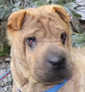 Precious has found her forever home in Tampa. She is happy with a Mom and Dad, a two legged sister and a dog and cat to play with. Precious is very bonded with her little sister. She follows her around and loves to sit by her. Way to go precious!!