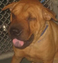 Prince was adopted by a family in St. Augustine, FL. He
has a new sister, Liza and a Mom & Dad that have fallen in love with him. They couldn't help but to… he'll put his head in your lap and fall fast asleep. Prince was adopted by a family in St. Augustine, FL. He has a new sister, Liza and a Mom & Dad that have fallen in love with him. They couldn't help but to… he'll put his head in your lap and fall fast asleep.
