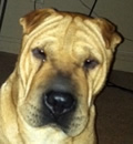 It is a Happy Day for Pugsly. This little boy has claimed Sarasota for his new digs and he has an awesome mom who enjoys long walks and he has 3 feline siblings for company. A special thanks go to Tom & Jeff for fostering this little pei boy. <strong>Puglsy also sends Pei Love & Kisses to his Foster Family & Guardian Angels!