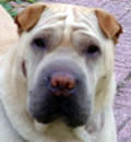 Chouli has been adopted by her foster parents in Jacksonville, Fl. She will live in her forever home with her Pei sisters Ellie & Pumpkin (a.k.a. The Pumpkinator) - who was a foster Pei too. Chouli has been adopted by her foster parents in Jacksonville, Fl. She will live in her forever home with her Pei sisters Ellie & Pumpkin (a.k.a. The Pumpkinator) - who was a foster Pei too.