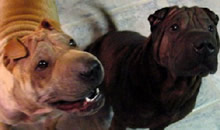 Punkin & Harley were adopted by a great family in Leesburg, FL. Along with their other sibling, Rosie, they are a happy 3 SharPei family! Punkin & Harley were adopted by a great family in Leesburg, FL. Along with their other sibling, Rosie, they are a happy 3 SharPei family!