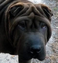 The brothers (RIGBY & TANGO) were adopted by a great family in Jacksonville and are able to stay together forever. They are joining another black female pei named Booh Bear and they also have 3 human sibling and a HUGE backyard. This is as close to perfect as they could have wished for and we want to thank their foster parents, the Hansons, for all their help with these boys.