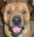 Tiki, an 11 year old pei-bei from Deltona, wrote in to FSPR and requested a new pei brother. She recently lost her long time pei brother and was feeling really down. But Riley fit the bill and moved right in and she is showing him the wonderful yard and home that will be his new forever address. Thanks Lois and Terry and Go Steelers! Tiki, an 11 year old pei-bei from Deltona, wrote in to FSPR and requested a new pei brother. She recently lost her long time pei brother and was feeling really down. But Riley fit the bill and moved right in and she is showing him the wonderful yard and home that will be his new forever address. Thanks Lois and Terry and Go Steelers!