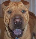 Riley was adopted by a loving family in Miami, FL. He has a mom and dad that adore him and two canine siblings to play with. Riley was adopted by a loving family in Miami, FL. He has a mom and dad that adore him and two canine siblings to play with.