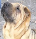 Rocky was adopted by a wonderful woman who could see what a jewel, he will be given the chance at a loving home. He is at home in Ohio. Rocky was adopted by a wonderful woman who could see what a jewel, he will be given the chance at a loving home. He is at home in Ohio.