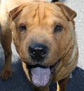 Rocky has found his forever home in Sarasota FL. He has a new mom and dad and a four legged sister that absolutely adore him. His puppy energy and perpetual happiness has brought much joy to this family. Way to go Rocky!