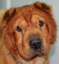 Rosie was supposed to come to Tampa to a new foster home but divine intervention happened in the form of Pastor Peggy and Rosie found the Pei-fect family in West Palm Beach. Rosie was supposed to come to Tampa to a new foster home but divine intervention happened in the form of Pastor Peggy and Rosie found the Pei-fect family in West Palm Beach.