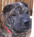 Ruby has found the “bestest” forever home ever! This little jewel won her foster parent’s love with her sweetheart personality and she will be staying right there in Georgia along her other FSPR sisters, Snuggles and Izzy. Thank you Vic & Michael for saving this precious pei and giving her a second chance!