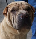 Ruffles was just adopted by a wonderful young lady in New Port Richey. He loves to give kisses and hasn't stopped since he's been in his new home. He has a newly fenced back yard to call his own and a Mommy that loves him to pieces! Ruffles was just adopted by a wonderful young lady in New Port Richey. He loves to give kisses and hasn't stopped since he's been in his new home. He has a newly fenced back yard to call his own and a Mommy that loves him to pieces!