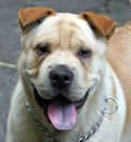 It is with great happiness that I am able to report that Rufus has been adopted!! His new family wanted a shar-pei mix and it had been a dream of his new dad to name a dog 'Rufus' since he was teenager. Sounds like fate to us and a match made in heaven. Rufus now has 6 acres to run around in. We are very pleased to move this wonderful, goofy dog to 'happy endings.' It is with great happiness that I am able to report that Rufus has been adopted!! His new family wanted a shar-pei mix and it had been a dream of his new dad to name a dog 'Rufus' since he was teenager. Sounds like fate to us and a match made in heaven. Rufus now has 6 acres to run around in. We are very pleased to move this wonderful, goofy dog to 'happy endings.'