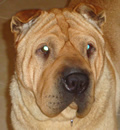 Rumples has gone to his new forever home in St. Petersburg and his new family say they are on cloud nine. They said Rumples did great on the trip home and they bought him a new harness. He has settled in nicely 'It's like he has always been here'. Wonderful dog and a wonderful home.