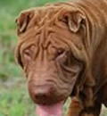 Rumpo was adopted by a loving family in St. Augustine, FL. His favorite thing about his new family… two teenage siblings of his very own to play with all the time! Rumpo was adopted by a loving family in St. Augustine, FL. His favorite thing about his new family… two teenage siblings of his very own to play with all the time!