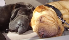 One day, a terrific young man came and adopted Rusty (fawn) from FSPR. Six weeks later, he decided Rusty needed a companion and he came back for Sheba (black). As you can see from the picture, they had a really hard time adjusting to each other (that picture was taken on the ride home!). One day, a terrific young man came and adopted Rusty (fawn) from FSPR. Six weeks later, he decided Rusty needed a companion and he came back for Sheba (black). As you can see from the picture, they had a really hard time adjusting to each other (that picture was taken on the ride home!).