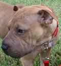 Sadie has been adopted by her foster family in Palm Coast, FL. She now calls Kenzie and Chloe her family, four legged of course. Sadie was a very lucky girl to find such a great home and we wish everyone the best of everything and a happy lifetime of fun. Sadie has been adopted by her foster family in Palm Coast, FL. She now calls Kenzie and Chloe her family, four legged of course. Sadie was a very lucky girl to find such a great home and we wish everyone the best of everything and a happy lifetime of fun.
