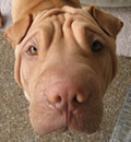 His family says 'We are so happy with him. It's like he just belonged here'. Sam is now residing on Merritt Island and enjoying his new life, way to go Sam. Special thanks to Bob and Sandy for your love and care. Sam also sends Pei Kisses to his Foster Family & Guardian Angels!