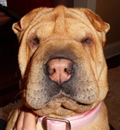 Sweet Samantha was just what the fostered ordered. When this little girl needed to be rescued, we knew just who would take great care of her and never let her want or need anything ever. Buford, Georgia is the forever address for this little pei-bei and foster mom Joan gets all the thanks from handling rescue transport to driving across town for doctor visits. But Samantha is as good as new and has found her little piece of pei heaven! I am not sure who got the better deal, I think they both are winners. :)