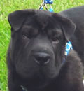 Sami Gal has gone to Zephryhills. Her new mom had recently lost her pei to illness and was looking for another to love. Sami fit that bill. Sami Gal has gone to Zephryhills. Her new mom had recently lost her pei to illness and was looking for another to love. Sami fit that bill.