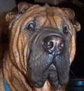 Samsun has a 'Happy Ending' as he was adopted by a wonderful couple in St. Pete. They have been involved with Shar-Pei for many decades in the show ring and also as advocates for the breed. Samsun has found himself a very special home and will be greatly loved. Samsun has a 'Happy Ending' as he was adopted by a wonderful couple in St. Pete. They have been involved with Shar-Pei for many decades in the show ring and also as advocates for the breed. Samsun has found himself a very special home and will be greatly loved.