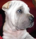 Baby Samsun has joined Edy, another FSPR adopted pei-bei and one of our calendar winners this year. His new home is all the way up in Indiana. His foster mom reports he is doing wonderful and that Edy just LOVES him, they are the perfect pei match. She says to watch Facebook as she will be posting picture updates soon. Thank you Amy for saving this pup and getting him nursed back to health. Samsun also sends Puppy Pei Kisses to his Foster Family and Guardian Angels