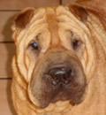 Sandy has found her pei palace in Tampa and here is what her new family has to say: It's hard to believe it been only a week. Sandy is a part of the family. She is furever :) She has claimed her spot on the bed and wrestles with Koa. She sometimes moves like a boxer too when she bounces. Such a wonderful girl. Thanks Jackie for letting her move on and fill this family with wrinkles!