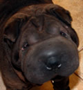 Bradenton will be the forever digs for this adorable wrinkly pei-bei. Her new mom wrote: We can say that both of us are happy and she has a fur-ever home here with Benny and I! Of course I will keep in touch and I will send photo's often!  I always read the website almost daily!  Please tell Sue THANK YOU SO VERY MUCH!!! Thanks again... much Shar Pei LOVE, Kim, Benny and Savannah Blu!!! :)