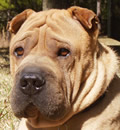Our boy Sawyer has settled down in Jacksonville and has bonded with his new family already. He loves to ride in the car and even went on vacation with the family.  He has 5 acres to enjoy and 2 human siblings to play with. He even spends his weekdays at grandma's house! Thanks to everyone who helped him along his quest for a pei-fect home!