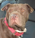 Hi there from Schuko. I am happy to say my foster dad is now my forever dad and we are living happily ever after in Melbourne, FL. See, I was a real good girl and all my dreams did come through. Love Schuko.