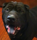 Shadow traveled all the way to Inglis, FL to join little Miss Luna in his forever home. He found his perfect “mom’ and just loves to be scratched and get belly rubs. Harry & Erika, you guys are truly wonderful people. We thank you.
