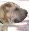 REBA has been adopted by Truman's human family. She now has 3 human sisters and 1 human brother, and several 4 legged brothers and sisters. Reba's new mom and dad are thrilled to have her as a part of their family. TRUMAN is happy and fitting into his new home which includes another dog (Kona II) & cat (Caesar). Nice ending for rescue and a great beginning for Truman! REBA has been adopted by Truman's human family. She now has 3 human sisters and 1 human brother, and several 4 legged brothers and sisters. Reba's new mom and dad are thrilled to have her as a part of their family. TRUMAN is happy and fitting into his new home which includes another dog (Kona II) & cat (Caesar). Nice ending for rescue and a great beginning for Truman!