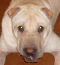 He was adopted by a terrific couple in Winter Park. He gets to spend the morning with his new dad and with the grandkids in the afternoons. His townhome is complete with a backyard but he can look forward to lots of great walks. A Special Thanks to his Guardian Angels, Ann & Christian, for all they did for this little pei-bei. He was adopted by a terrific couple in Winter Park. He gets to spend the morning with his new dad and with the grandkids in the afternoons. His townhome is complete with a backyard but he can look forward to lots of great walks. A Special Thanks to his Guardian Angels, Ann & Christian, for all they did for this little pei-bei.
