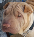 Sheba has found her forever home in Debary, FL. She is happily living with her new brother Baxter and family. Although she has her very own food and water bowl, she choose to use Baxters. He doesn't care. They spend their days playing together. New Mom says, 'She fits right in. A perfect match.'